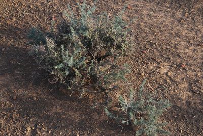 Sarcocaulon camdeboense, photographed by Tony Rebelo