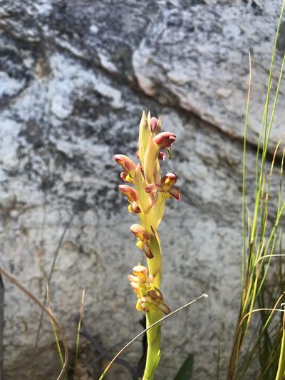 Disa comosa, photographed by Ren Hoekstra