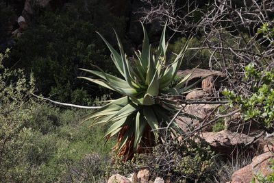 Aloe comosa, photographed by Tony Rebelo