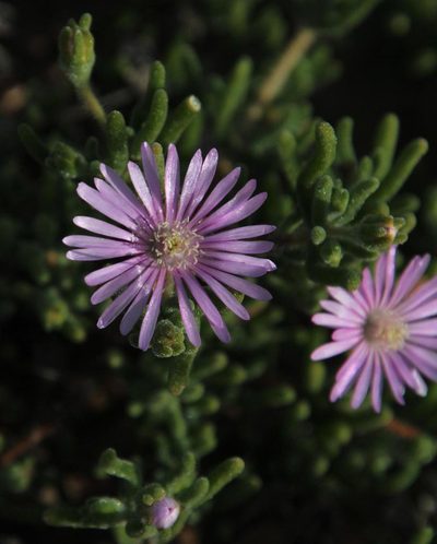 Drosanthemum prostratum, photographed by Tony Rebelo