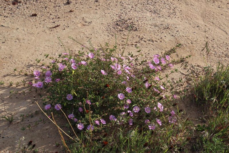 Drosanthemum prostratum, photographed by Tony Rebelo