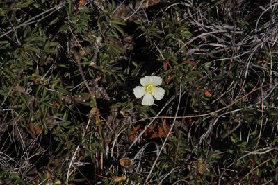 Sarcocaulon camdeboense, photographed by Tony Rebelo