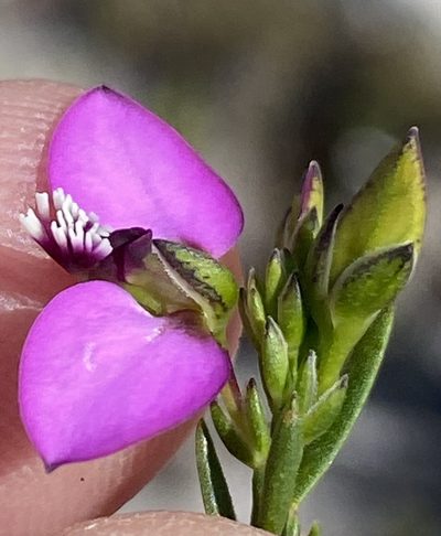 Polygala recognita, photographed by Dave U