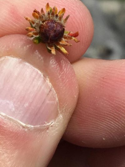 Phylica floccosa, photographed by Dave U