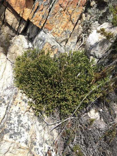 Phylica floccosa, photographed by Dave U