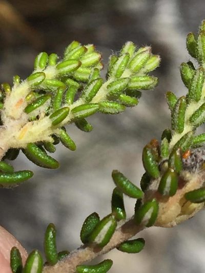 Phylica floccosa, photographed by Dave U