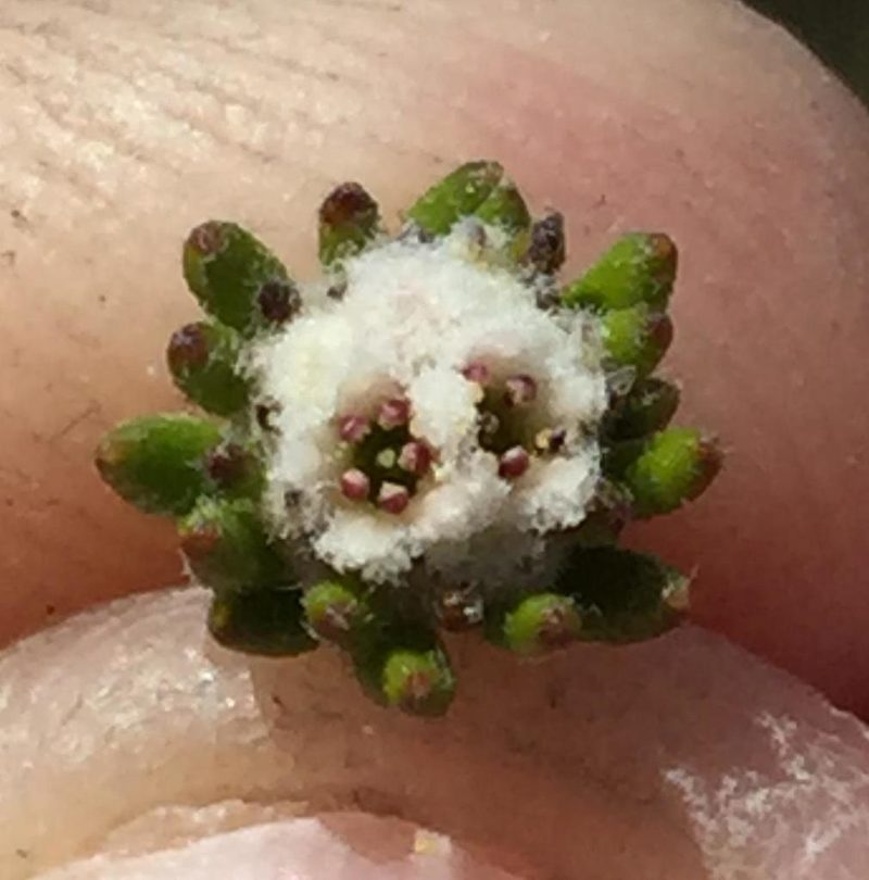 Phylica floccosa, photographed by Dave U
