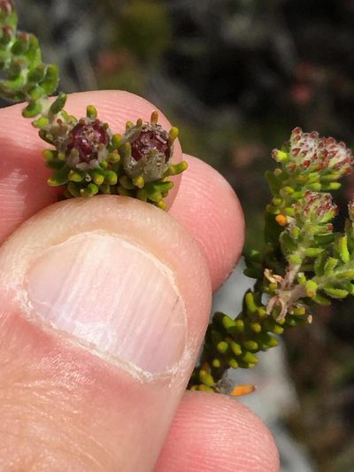 Phylica floccosa, photographed by Dave U