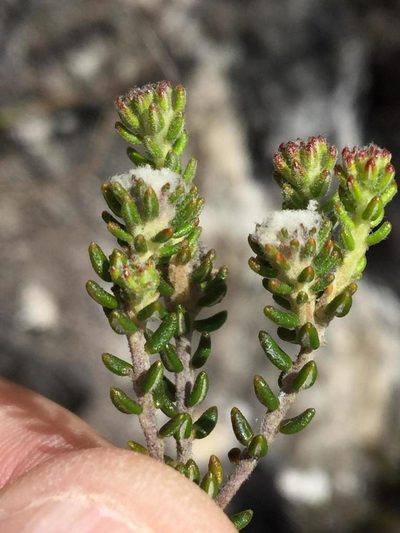 Phylica floccosa, photographed by Dave U