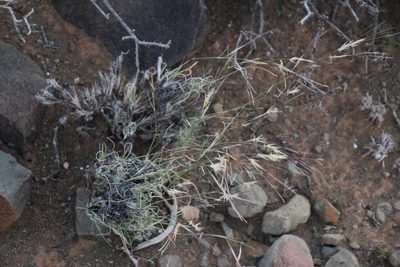 Stipagrostis obtusa, photographed by Tony Rebelo