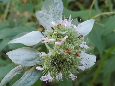 Pycnanthemum albescens, photographed by Samuel A Schmid, PhD, PWS
