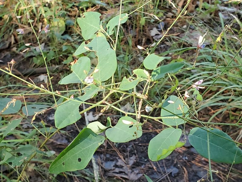 Desmodium laevigatum, photographed by Samuel A Schmid, PhD, PWS