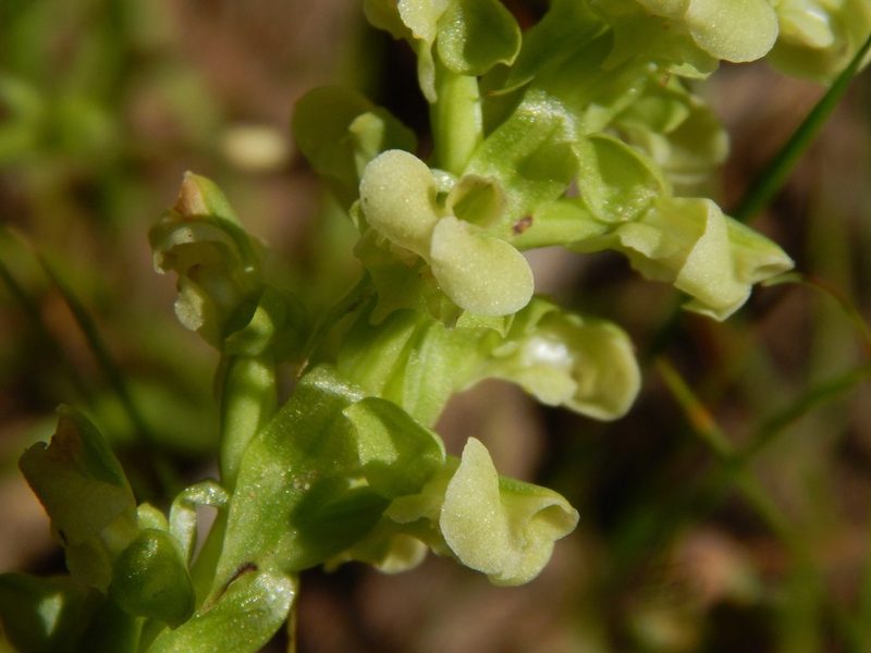 Pterygodium volucris, photographed by melda