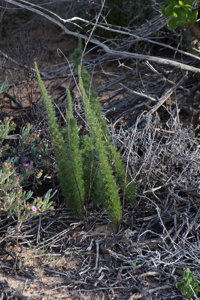 Asparagus juniperoides, photographed by Tony Rebelo