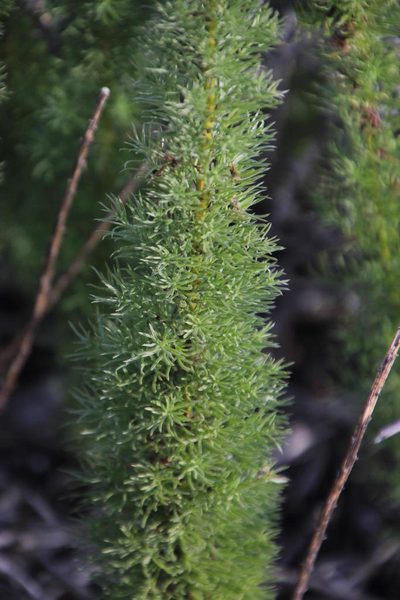 Asparagus juniperoides, photographed by Tony Rebelo