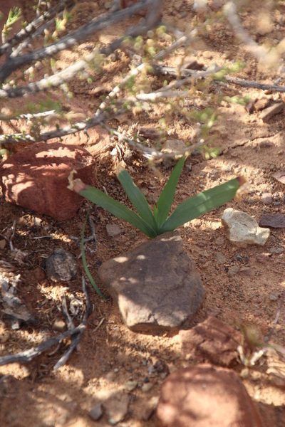 Duthiastrum linifolium, photographed by Tony Rebelo