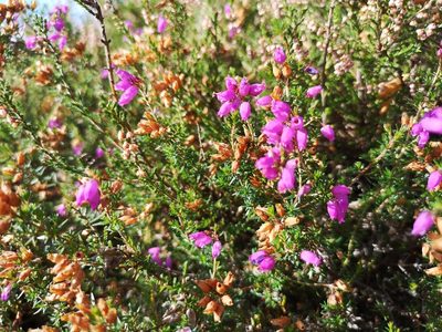 Erica cinerea, photographed by Jens-Christian Svenning