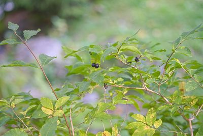 Lonicera nigra, photographed by Attila Oláh