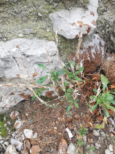 Erysimum cuspidatum, photographed by Татьяна Максимова