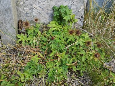 Acaena ovalifolia, photographed by Jens-Christian Svenning