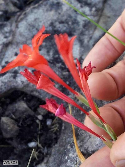 Gladiolus nerineoides, photographed by Chris Vynbos