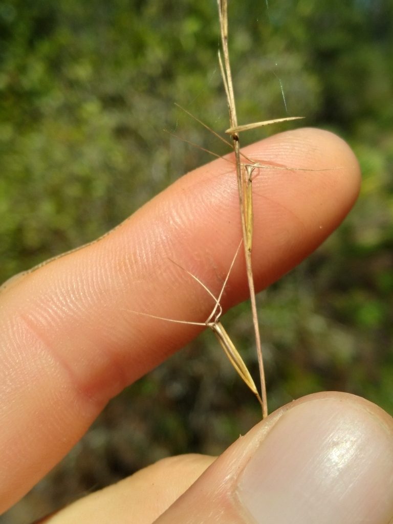 Aristida mohrii, photographed by Scott Ward