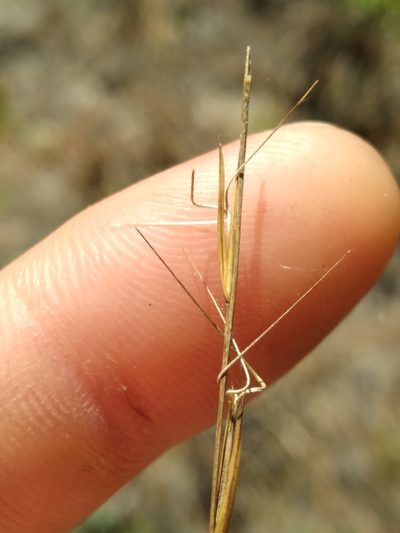 Aristida mohrii, photographed by Scott Ward
