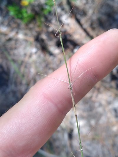 Aristida mohrii, photographed by Scott Ward