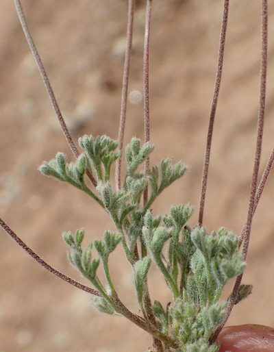 Pentzia quinquefida, photographed by Nicola van Berkel