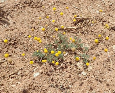 Pentzia quinquefida, photographed by Nicola van Berkel