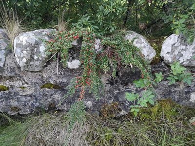 Cotoneaster horizontalis, photographed by Jens-Christian Svenning