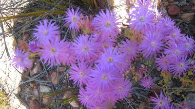 Lampranthus coralliflorus, photographed by jillblignaut
