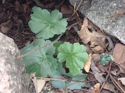 Heuchera richardsonii, photographed by Mary Krieger