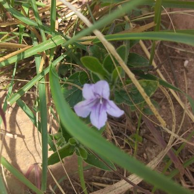 Ruellia cordata, photographed by Benjamin Fredlund