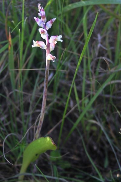Lachenalia judithiae, photographed by jillblignaut