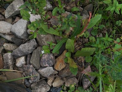 Epilobium pseudorubescens, photographed by Dmitriy Bochkov