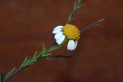 Cymbopappus adenosolen, photographed by jillblignaut