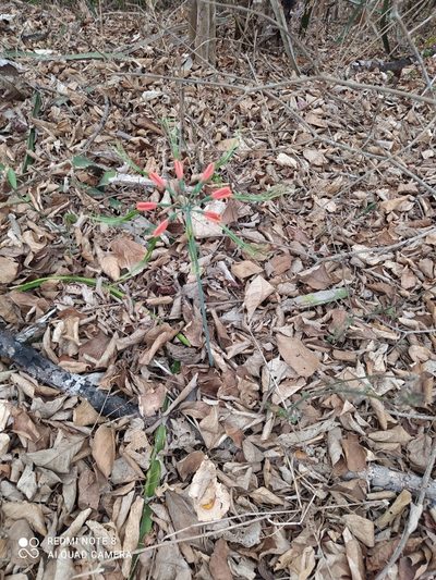 Eucrosia eucrosioides, photographed by Ileana Herrera