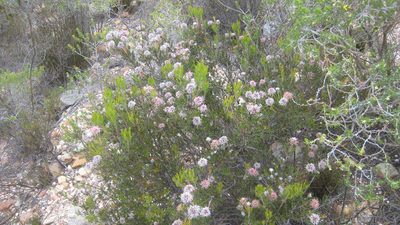 Serruria balanocephala, photographed by jillblignaut