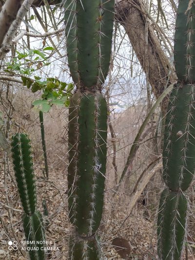 Armatocereus cartwrightianus, photographed by Ileana Herrera