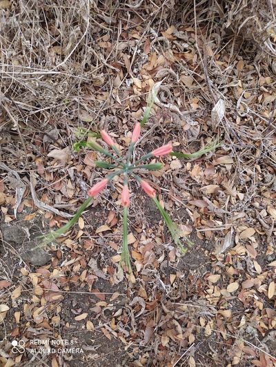 Eucrosia eucrosioides, photographed by Ileana Herrera