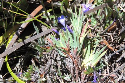 Nivenia fruticosa, photographed by jillblignaut