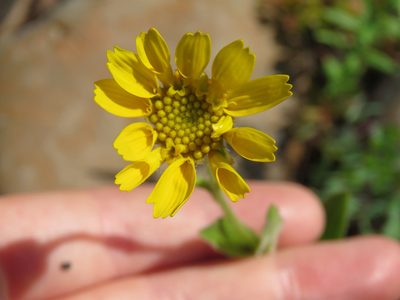 Arnica angustifolia