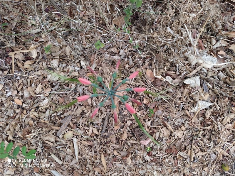Eucrosia eucrosioides, photographed by Ileana Herrera