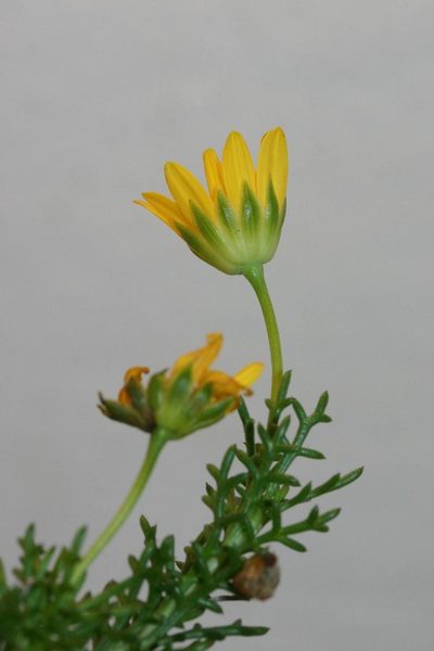 Euryops pinnatipartitus, photographed by jillblignaut