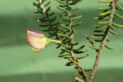 Polygala teretifolia, photographed by jillblignaut