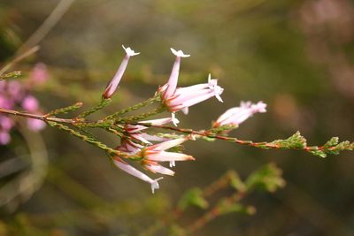 Erica infundibuliformis, photographed by jillblignaut