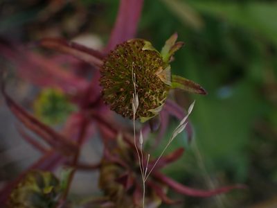 Bidens cernua, photographed by Mary Krieger