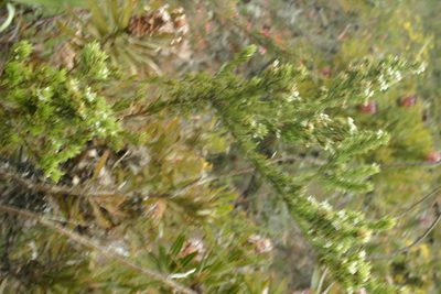Psoralea prodiens, photographed by jillblignaut