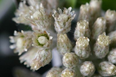 Plecostachys polifolia, photographed by jillblignaut